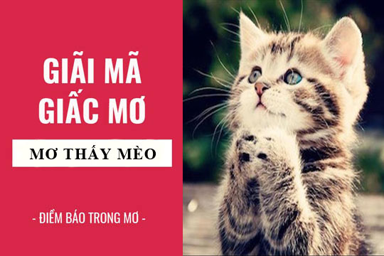 Chiêm bao thấy mèo có điềm báo tốt hay xấu?