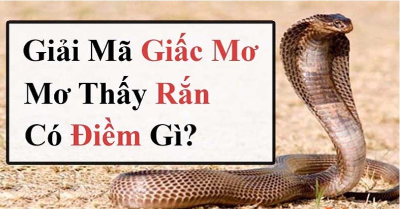 Mơ thấy rắn có ý nghĩa gì? Giải mã giấc mơ chính xác nhất