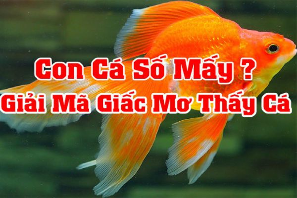 Nằm mơ thấy cá đánh con gì phát tài?