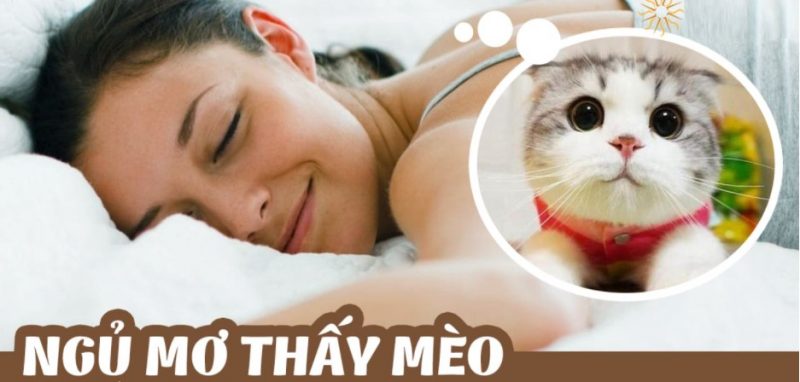 Nằm mơ thấy chú mèo con