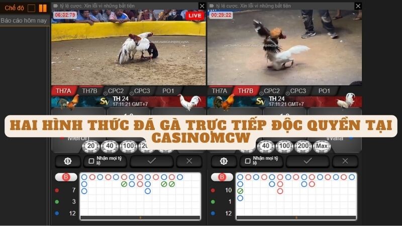 Hai hình thức đá gà trực tiếp độc quyền tại casinomcw