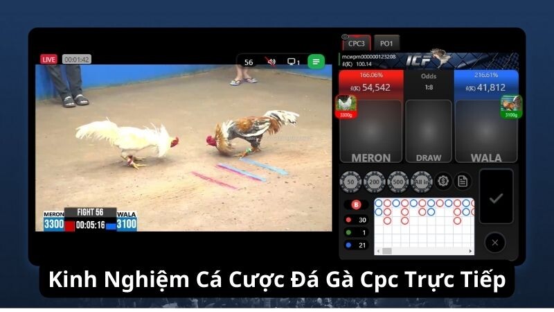 Kinh Nghiệm Cá Cược Đá Gà Cpc Trực Tiếp