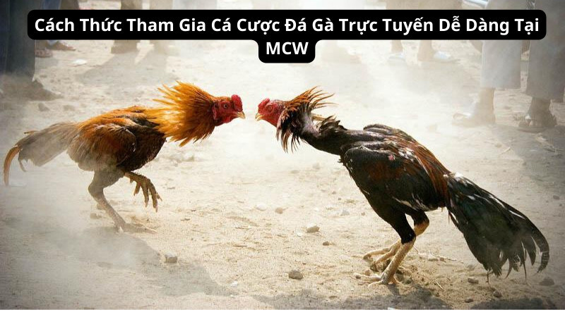       Cách Thức Tham Gia Cá Cược Đá Gà  Trực Tuyến Dễ Dàng Tại MCW