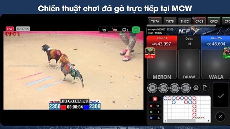 Chiến thuật chơi đá gà trực tiếp tại MCW