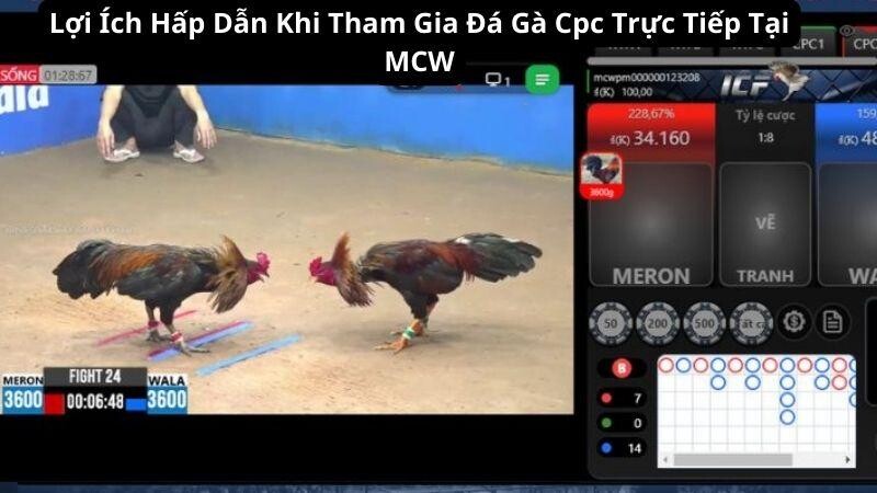         Lợi Ích Hấp Dẫn Khi Tham Gia Đá Gà Cpc Trực Tiếp Tại MCW