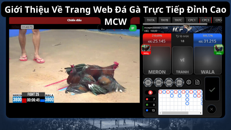 Giới Thiệu Về Trang Web Đá Gà Trực Tiếp Đỉnh Cao MCW